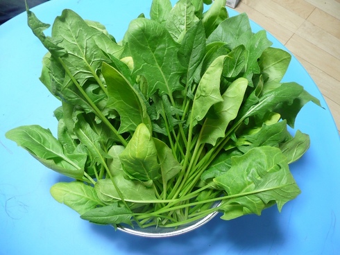 ほうれん草収穫
