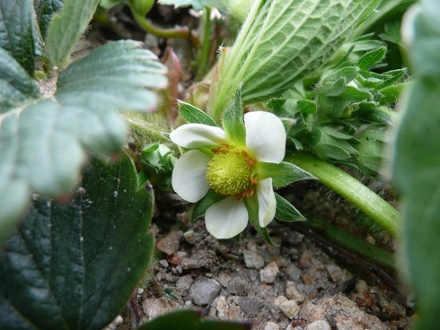 いちごの花が咲きました