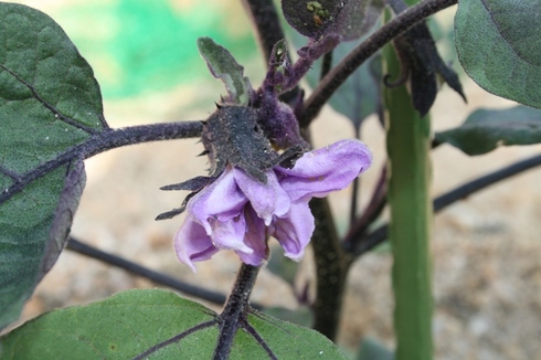 ナスの花