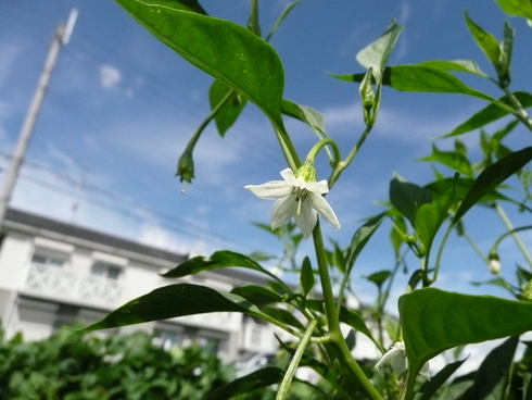 とうがらしの花