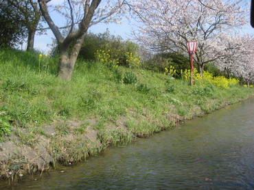 近江八幡・水郷めぐり