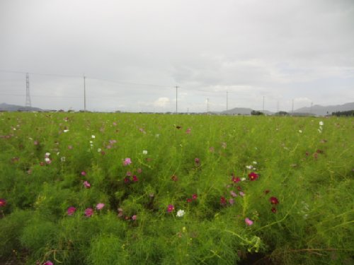 野田町コスモス畑と花いっぱいの「コスモスまつり」