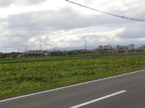 野田町コスモス畑と花いっぱいの「コスモスまつり」