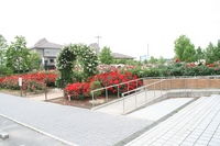 庄堺公園 （バラ・花しょうぶ）