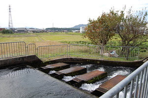 滋賀県｜姉川｜自転車散策｜分水