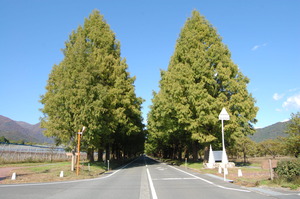 高島市マキノ町｜メタセコイヤ並木