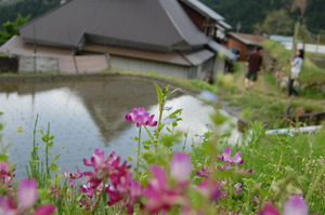 田んぼ