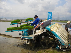 魚のゆりかご水田　みんなで田植え