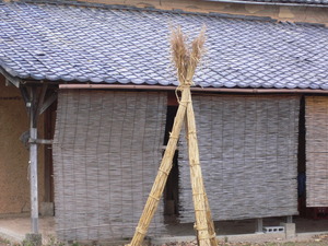 琵琶湖のヨシ今昔