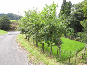 「はさ木」のある風景