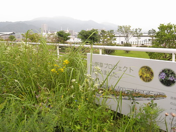 山野草プロジェクト