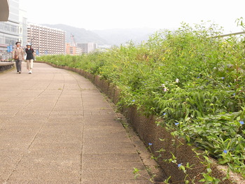 山野草プロジェクト