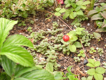 山野草プロジェクト