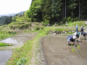 田植え