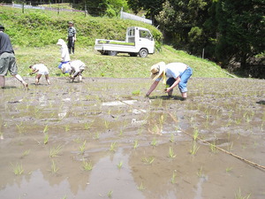 田植え