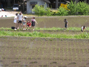 田植え