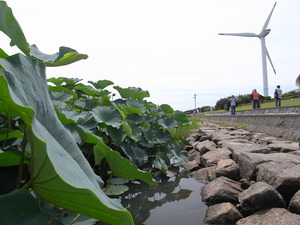 湖上のお花畑！