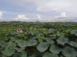 湖上のお花畑！