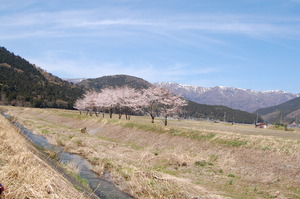 【しが】農村の魅力発信｜知内川の桜