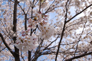 【しが】農村の魅力発信｜知内川の桜