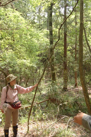 里山の自然と触れあう自然観察会