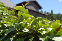 無農薬で栽培される政所茶のお味☆