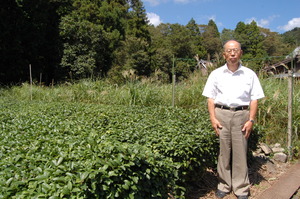 政所茶の生産地　東近江市政所町