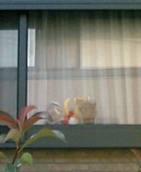 あっがいたんとひこにゃんとしまさこにゃん