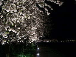オリジナル桜枠って？