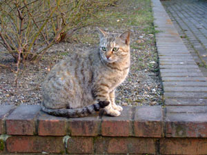猫かいたい・・