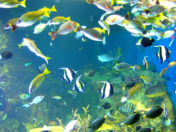 越前松島水族館へ
