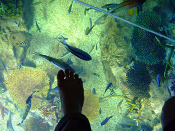 越前松島水族館へ