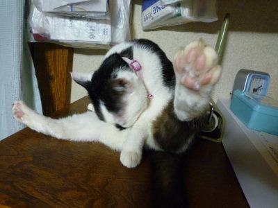 ねこ年