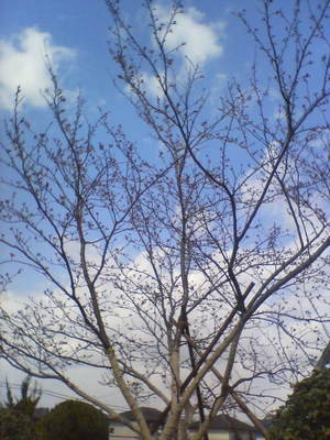 桜情報
