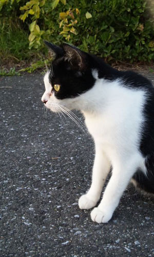 猫と夕日