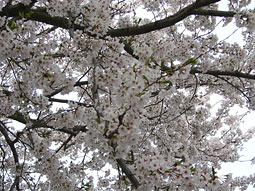 オリジナル桜枠って？