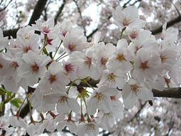 オリジナル桜枠って？