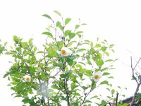 耳鼻咽喉科はやっと卒業です。