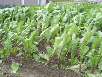 木枯らし一番で倒れた野菜