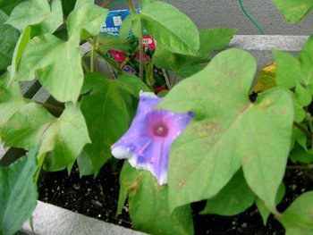朝顔が１個咲きました
