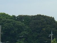 矢橋の神社にサギがおります。
