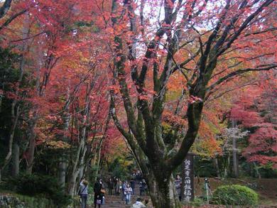 木之本町古橋　鶏足寺