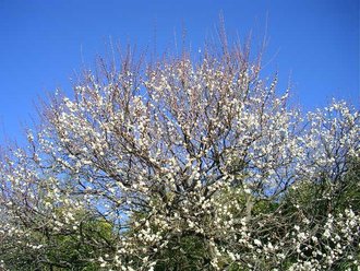 深大寺と神代植物園にいきました。