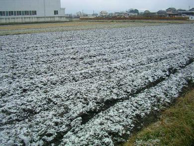 今年初めての雪