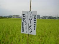 稲刈りはこの日にしてください