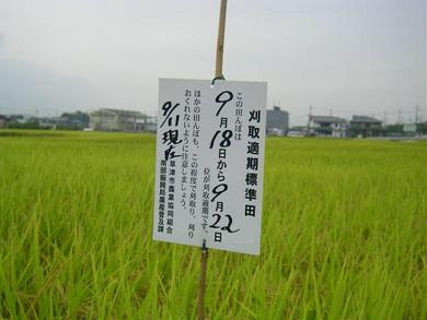 稲刈りはこの日にしてください