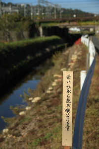 白い彼岸花