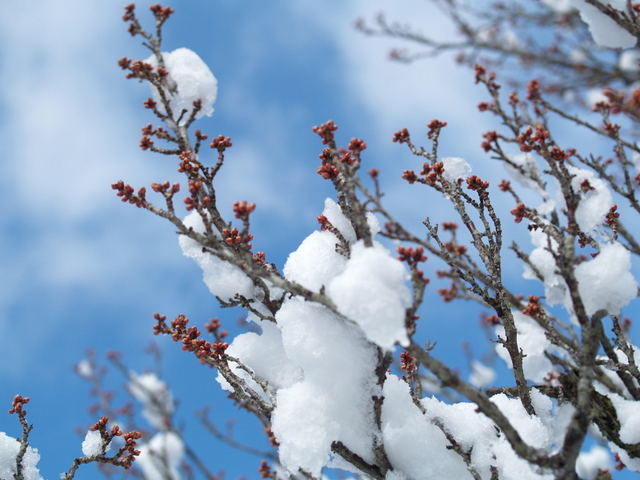 先日の雪