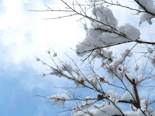 先日の雪
