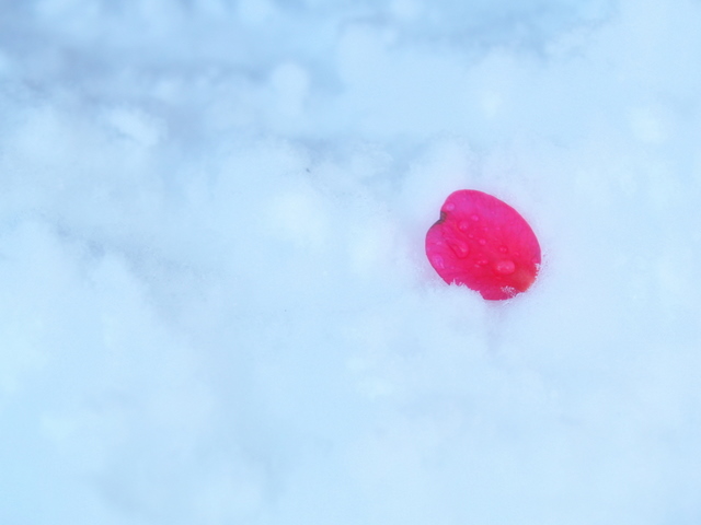 先日の雪